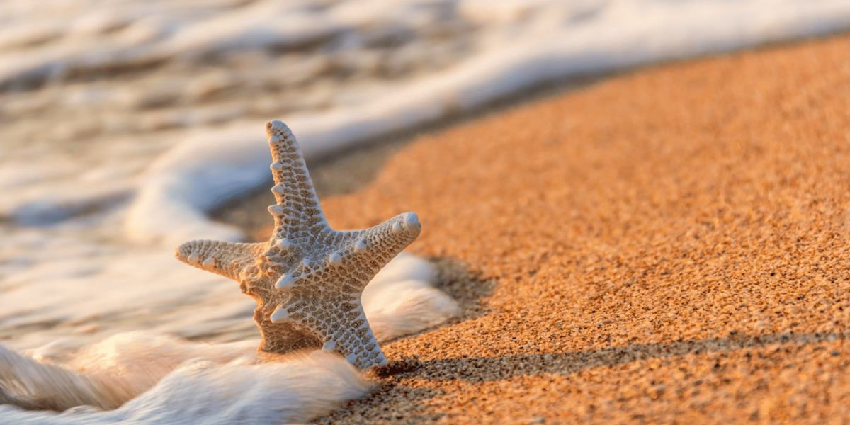 Morning Light and the Shifting Geometry of Sand